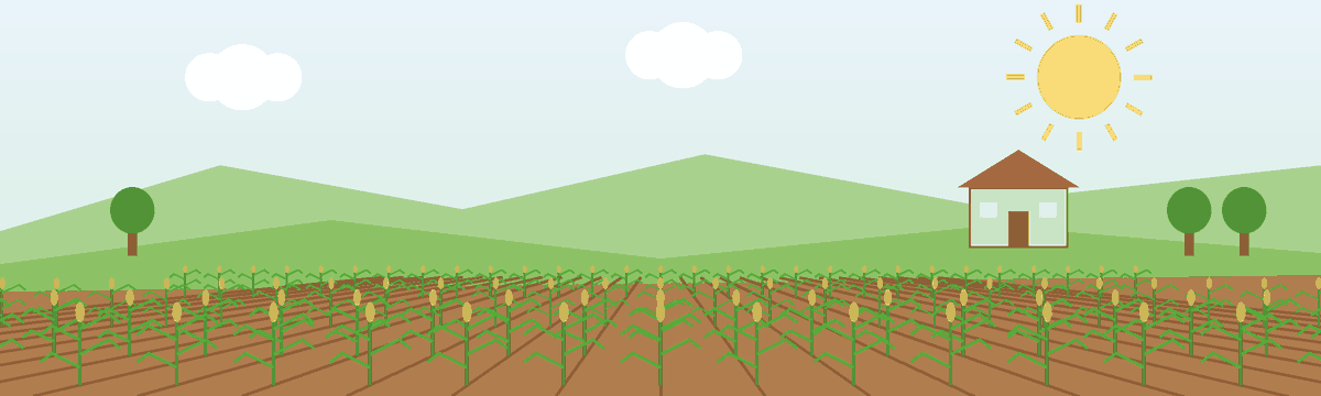 A farm with rows of maize under the sun